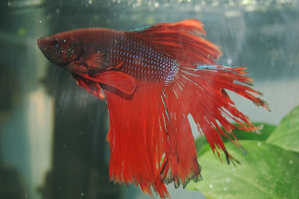 Rotten betta fin