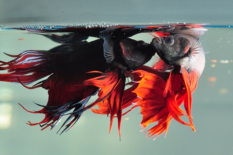 How to prevent Betta fish from fighting