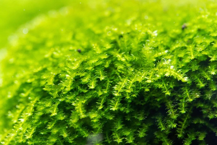 Christmas Moss