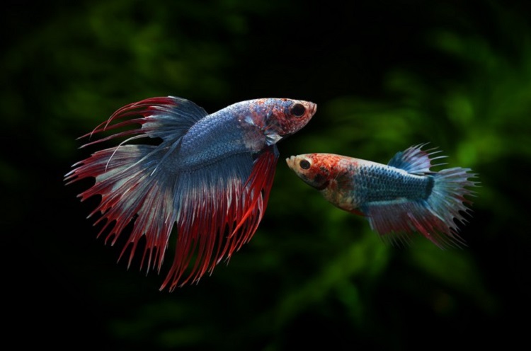 List of Differences Between Female And Male Bettas
