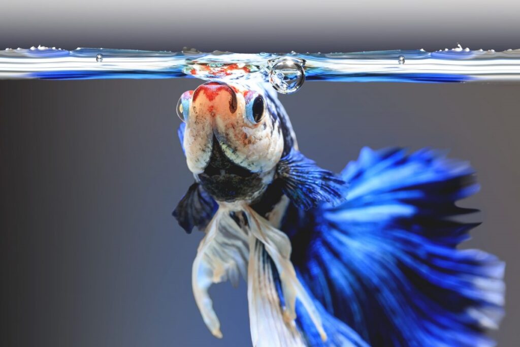 Do Betta Fish Have Teeth and Can They Bite You? FishLab