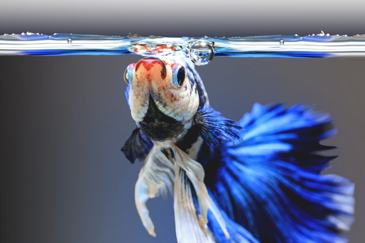 Do Betta Fish Have Teeth and Can They Bite You? - FishLab