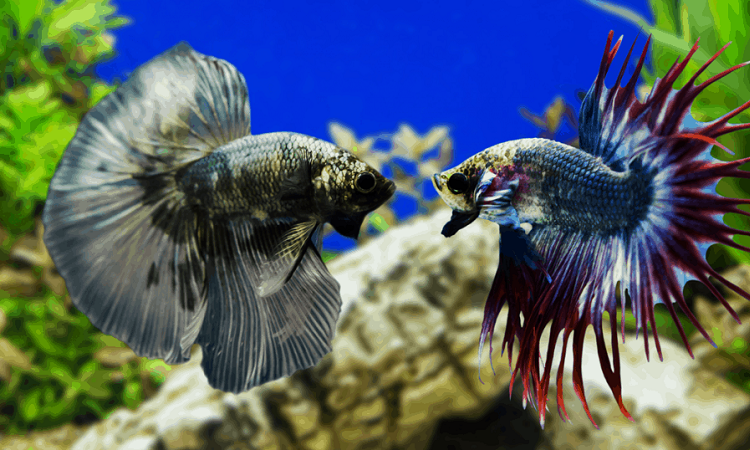 Preventing Fights Between Male Betta Fish