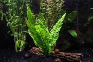 20 Best Plants For Betta Fish | FishLab