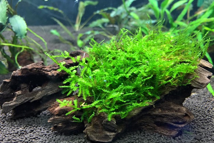 Java Moss