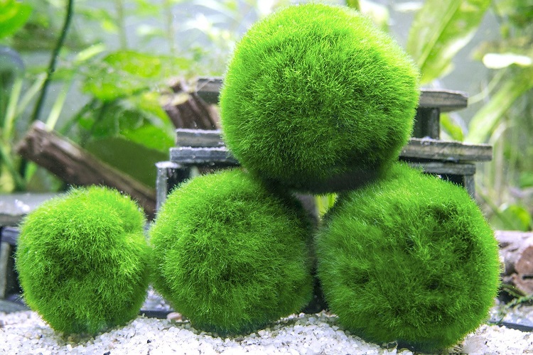 Marimo Moss Balls