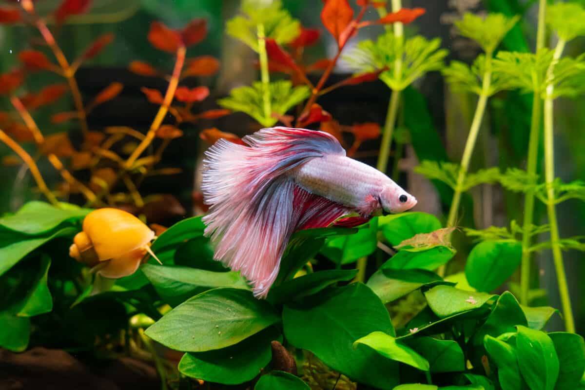 Floating plants for betta fish