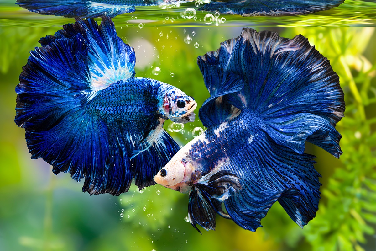 male betta fish fighting