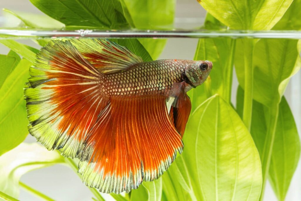 Swim Bladder Disease in Betta Fish Symptoms & Treatment