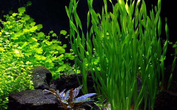 Vallisneria