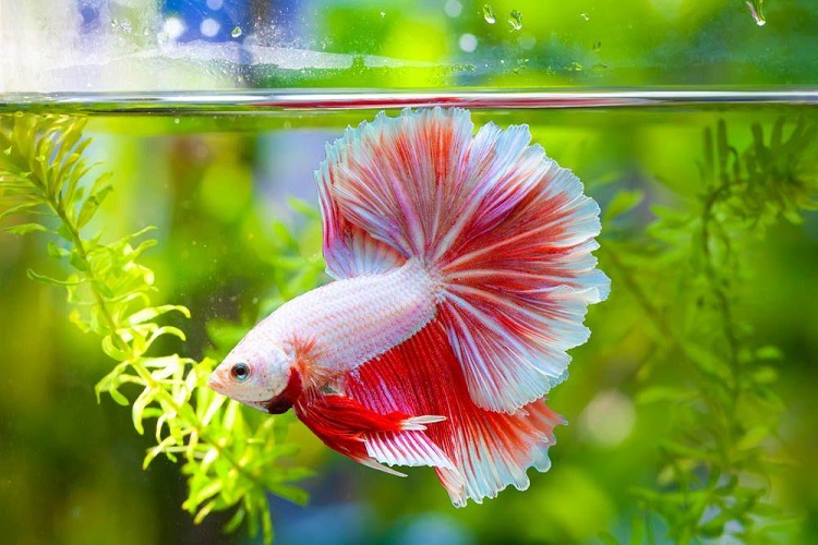 What's The Best Food For Your Betta?