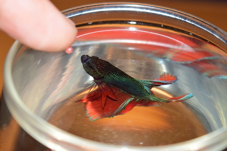 feeding betta