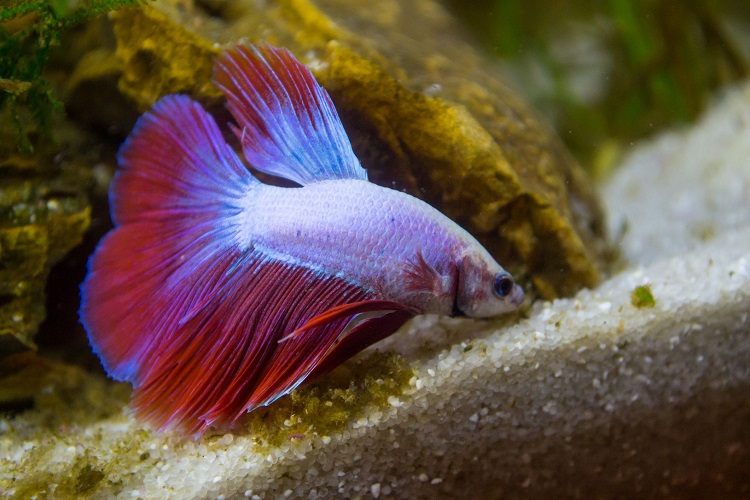 How Much To Feed A Betta Fish?
