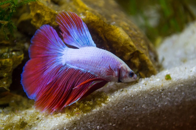 Male betta fish food hotsell