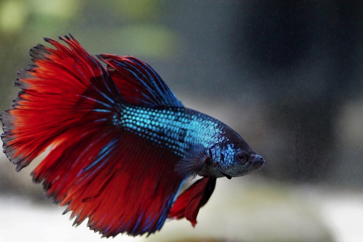 Blue female betta sales fish