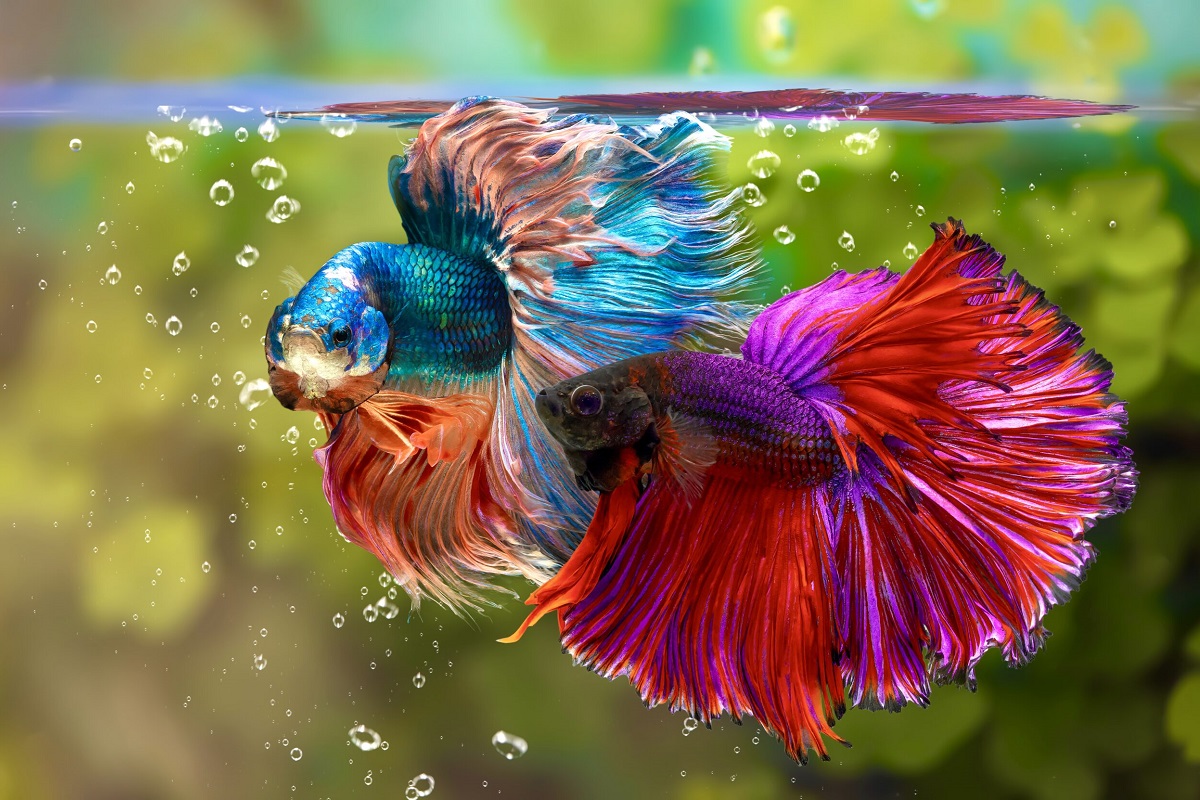 Betta Fish (Siamese Fighting Fish)