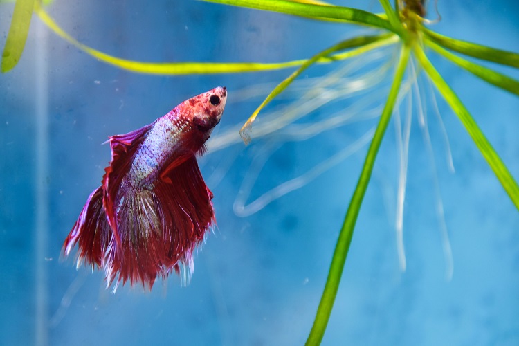 betta with lost fin