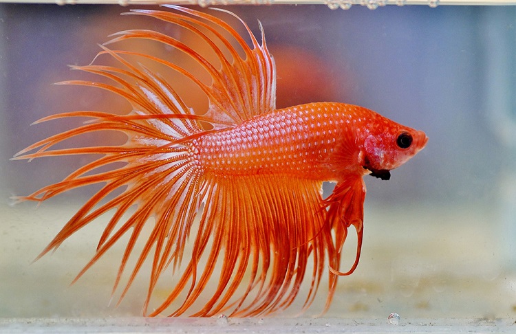 How To Choose An Ideal Betta Name