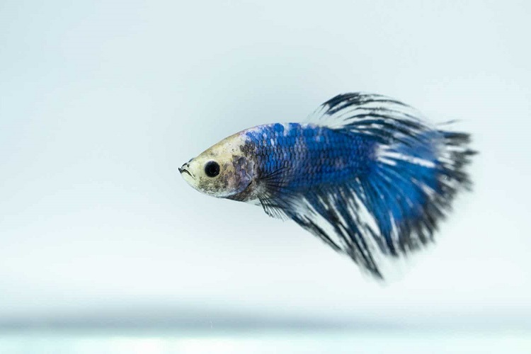 About Betta fin rot