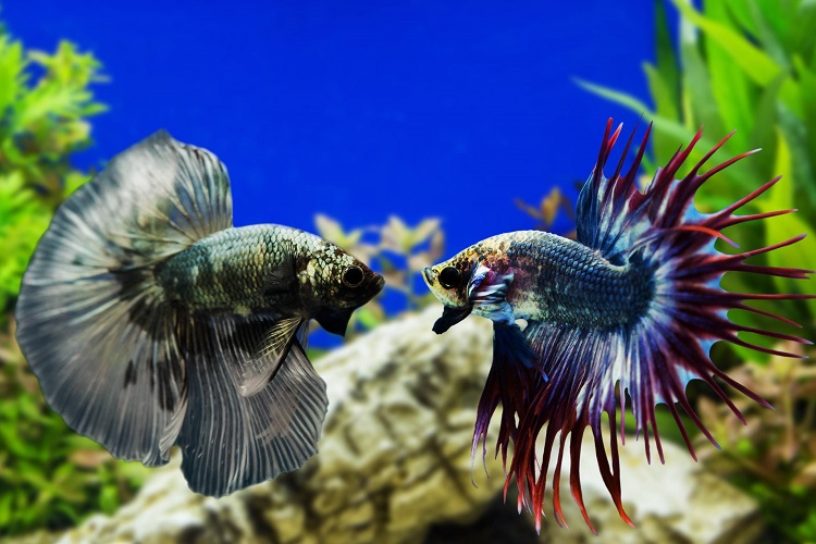 Betta males stand off