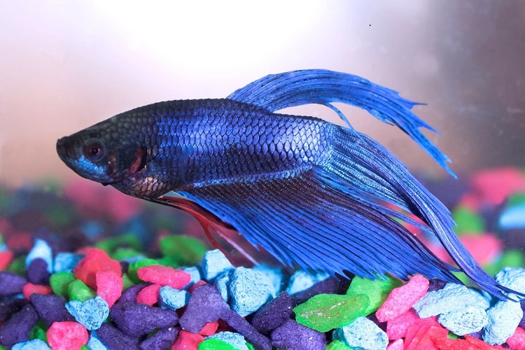 Symptoms of tumors in Betta