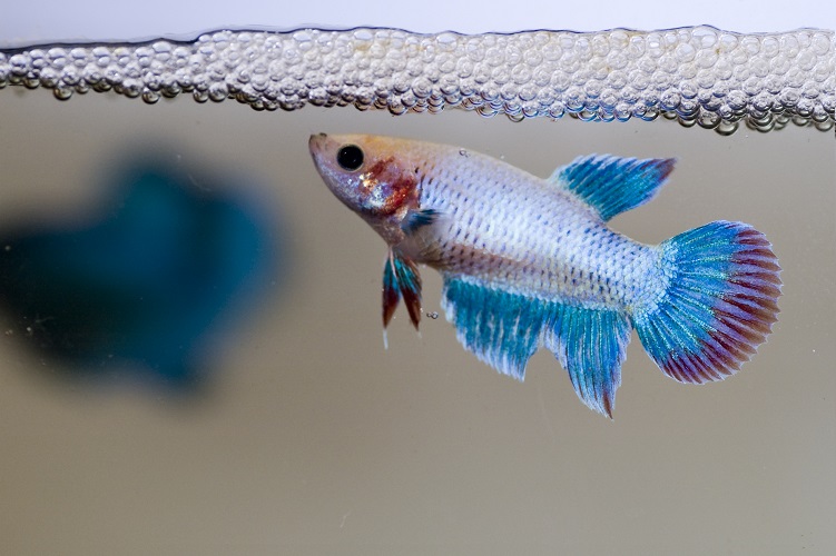 Betta female in bubble nest