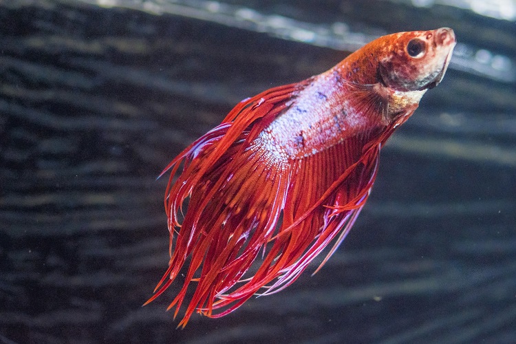 Aquarium Fin Rot: Symptoms and Treatment