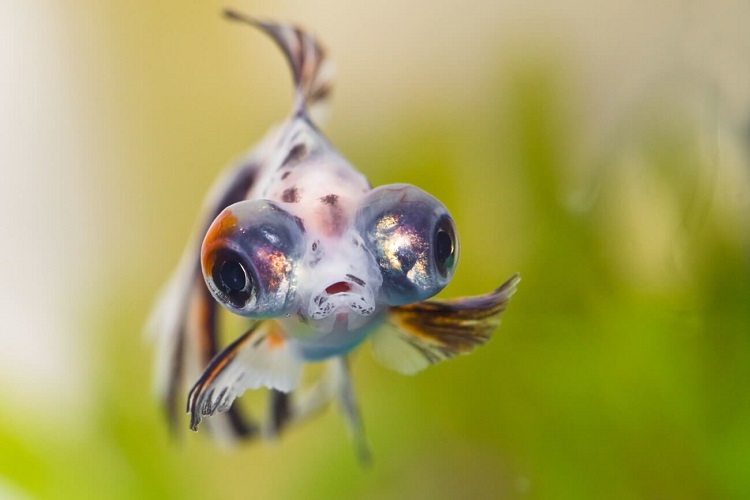 gold fish, fish, black, close up, fish face, pop-eyed gold fish by