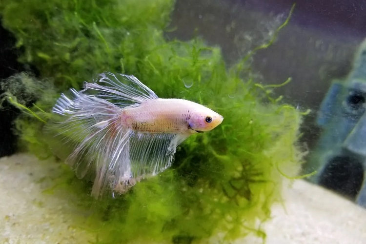 How to treat betta fin rot