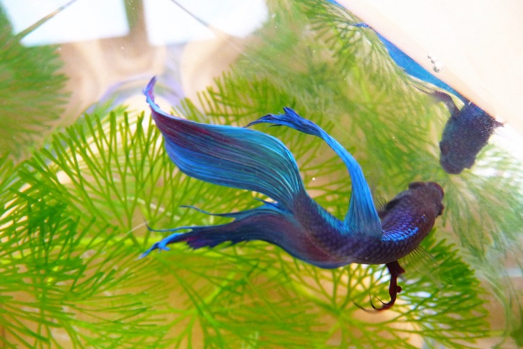 Betta with cured fin