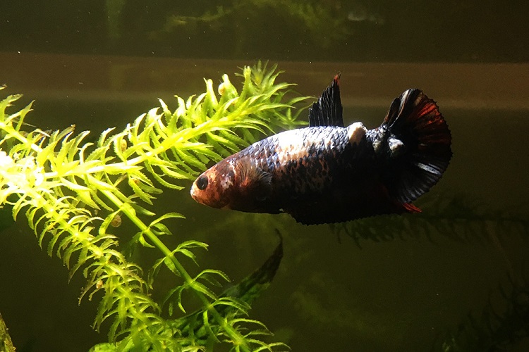 How to treat a cancerous tumor in betta fish?