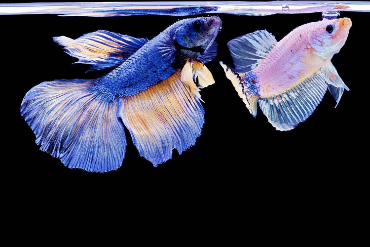 fins of male and female betta