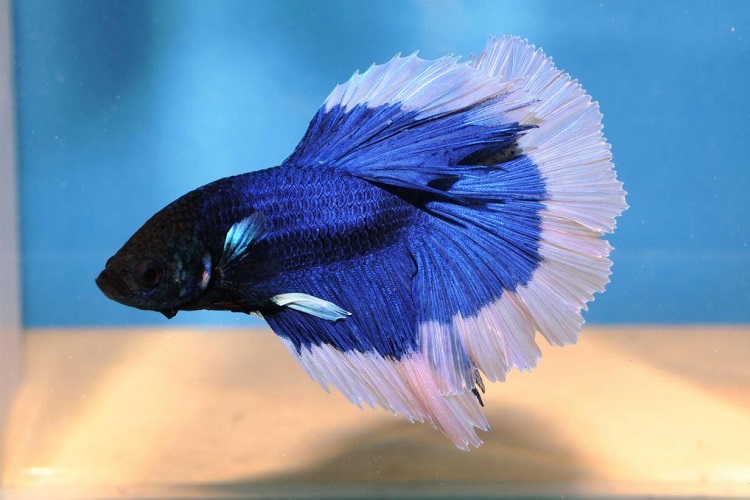 Adult male betta