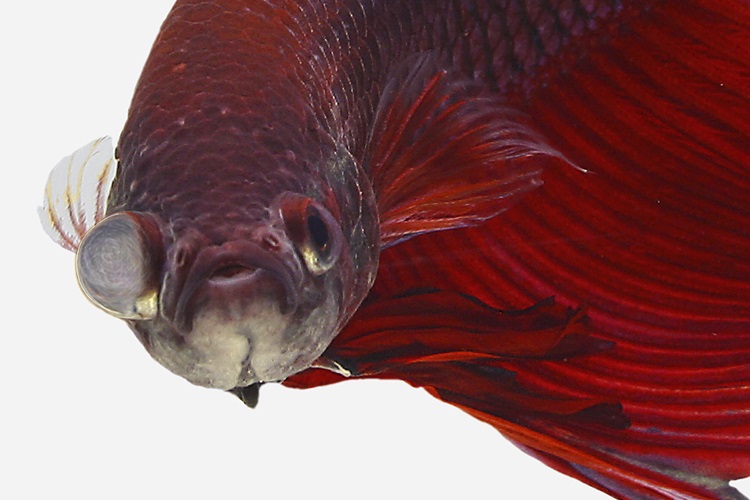 Betta Fish Popeye (Swollen Eyes): Treatment and Prevention (2023)