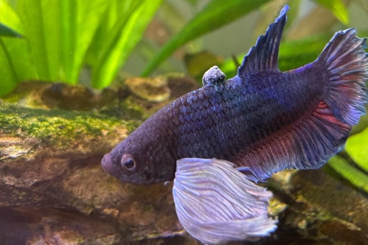 How to prevent tumors in Betta?