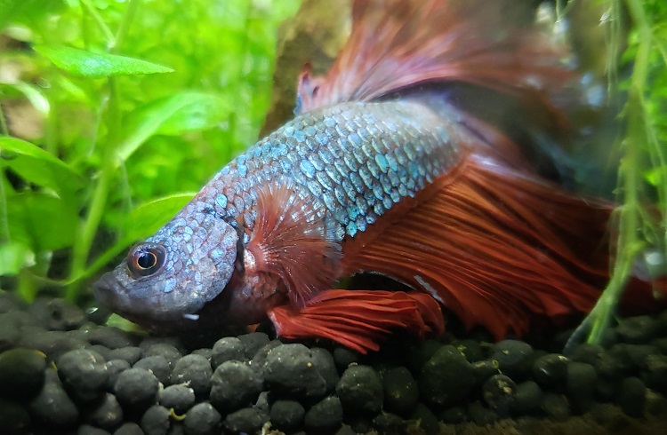 Swim Bladder Disease in Betta Fish: Symptoms & Treatment