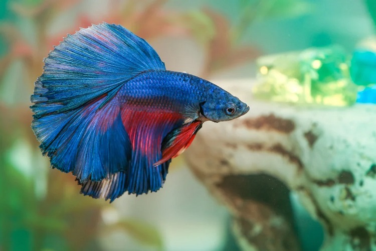 Bettas have a strong territorial instinct