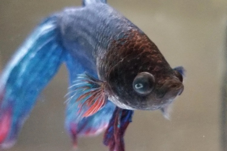 Betta Eye Problems