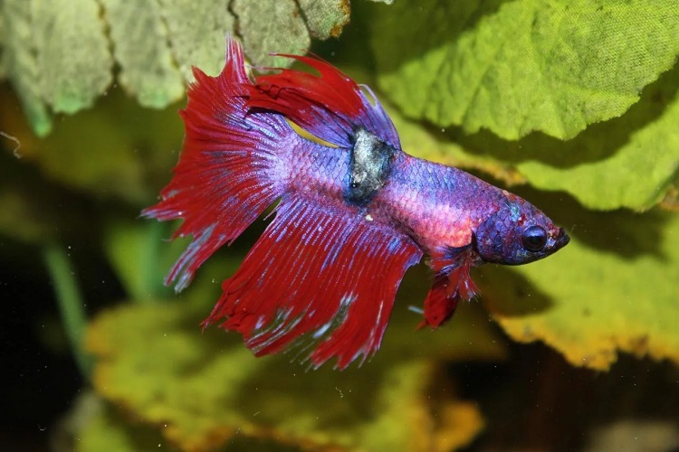 Tumor under betta fin