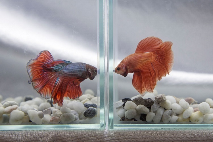 Betta fishes in two separated aquariums