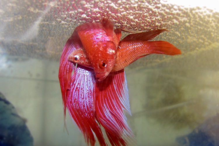 Male and female betta breeding