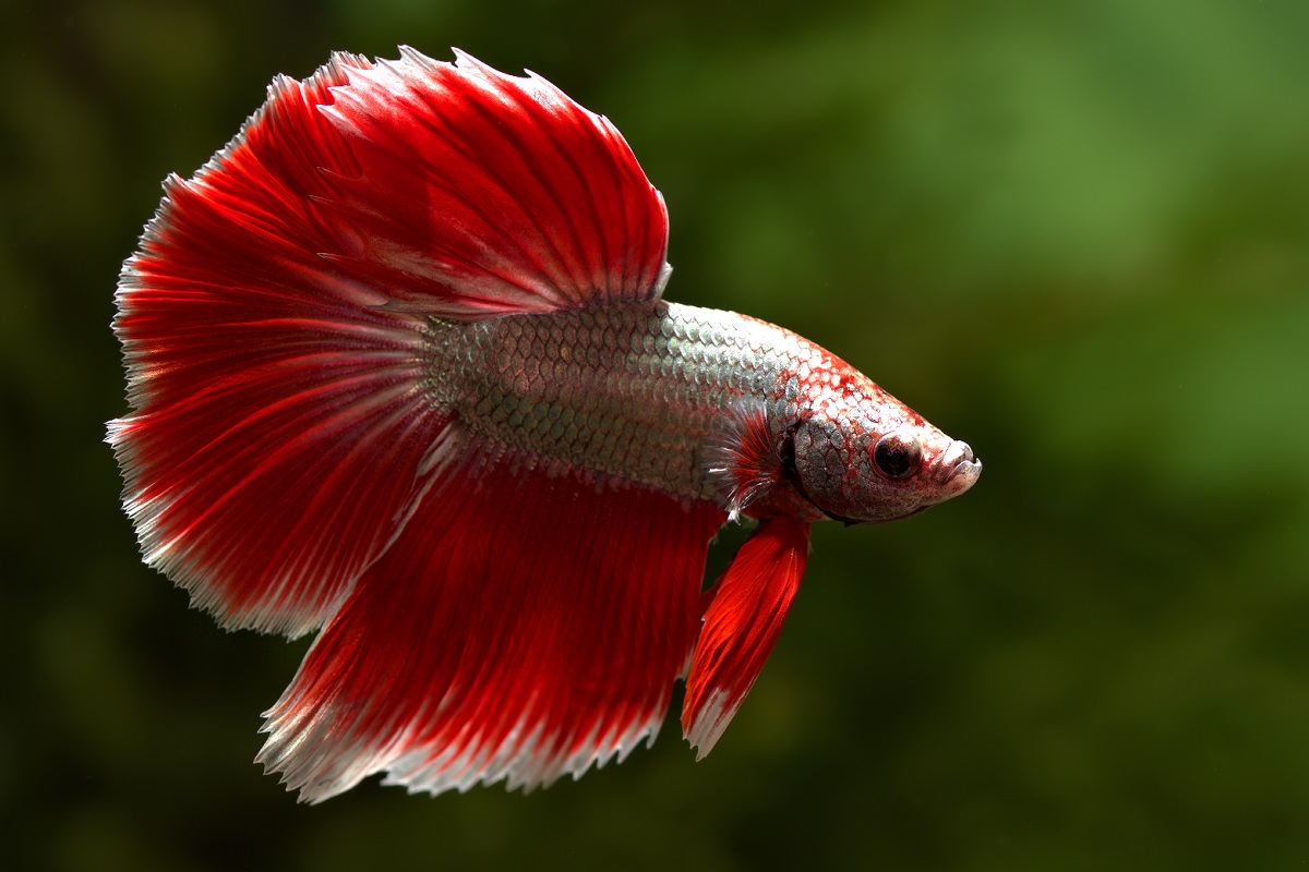 sick betta fish dropsy