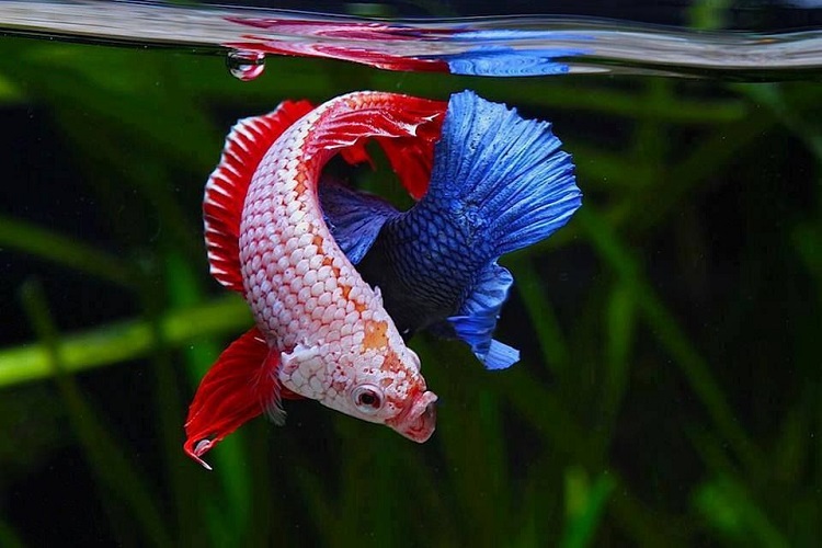 Betta fish are agressive