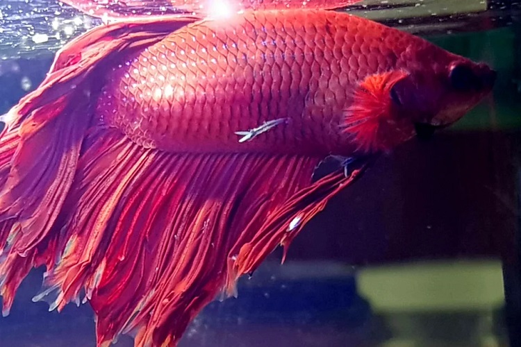 Betta fish internal clearance parasites