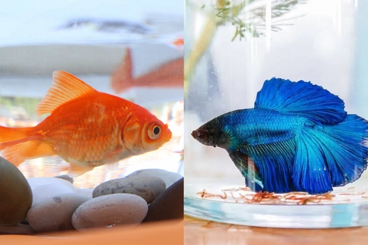 What are potential problems with Betta and goldfish in same tank