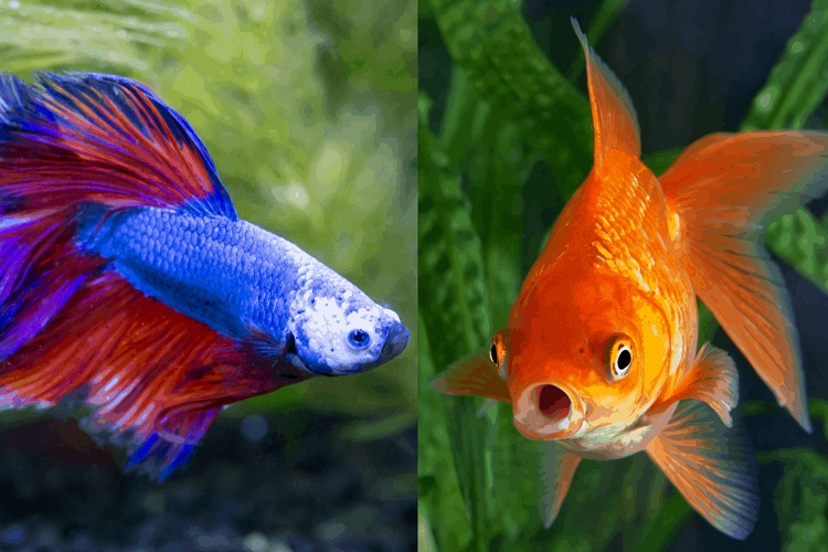 Betta fish and goldfish in same tank