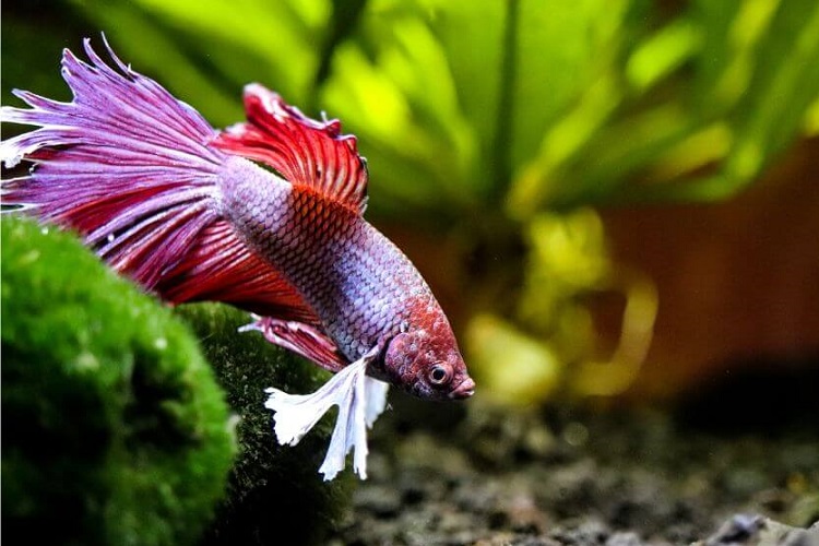 sick betta fish dropsy