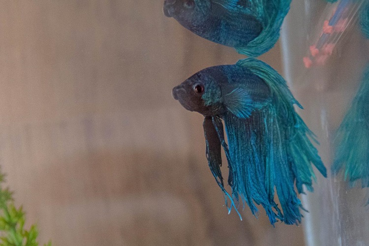 Betta fish 2025 sick treatment