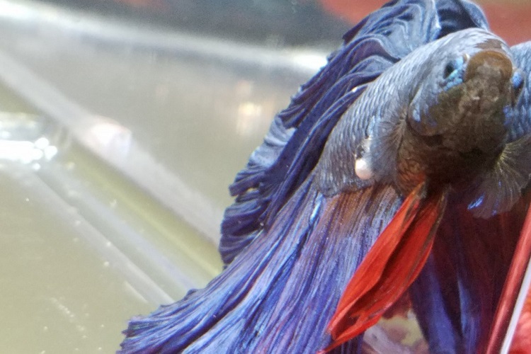 Fungus Infected Betta