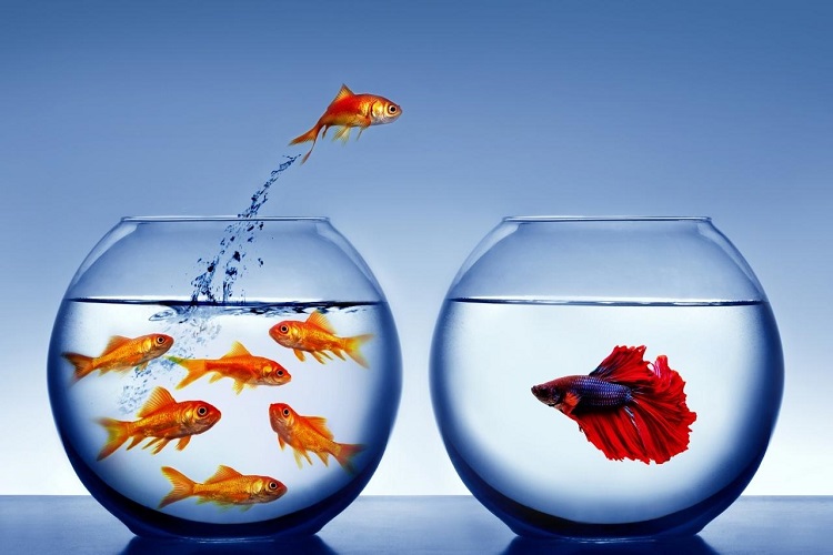 Illustration of goldfish jumps in betta tank
